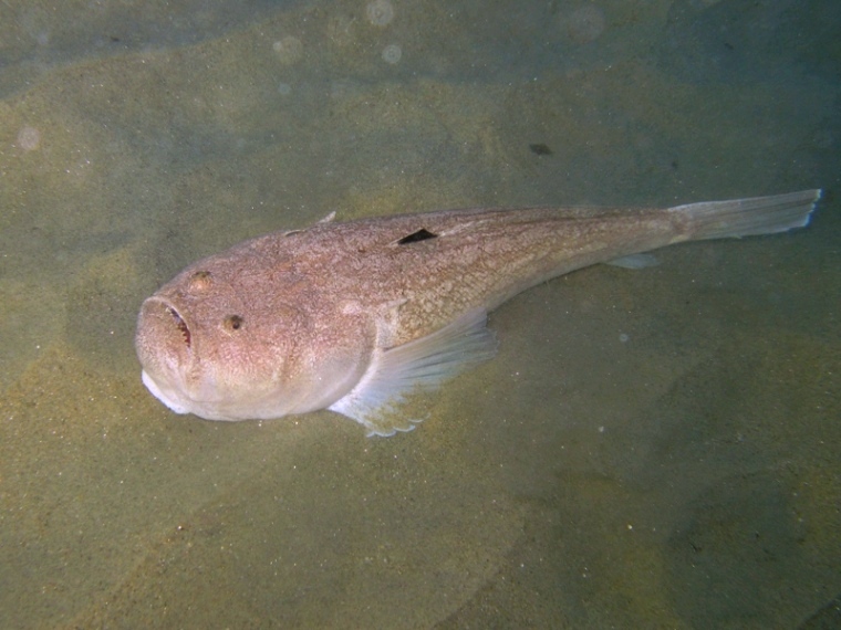 Uranoscopus scaber (Pesce prete)